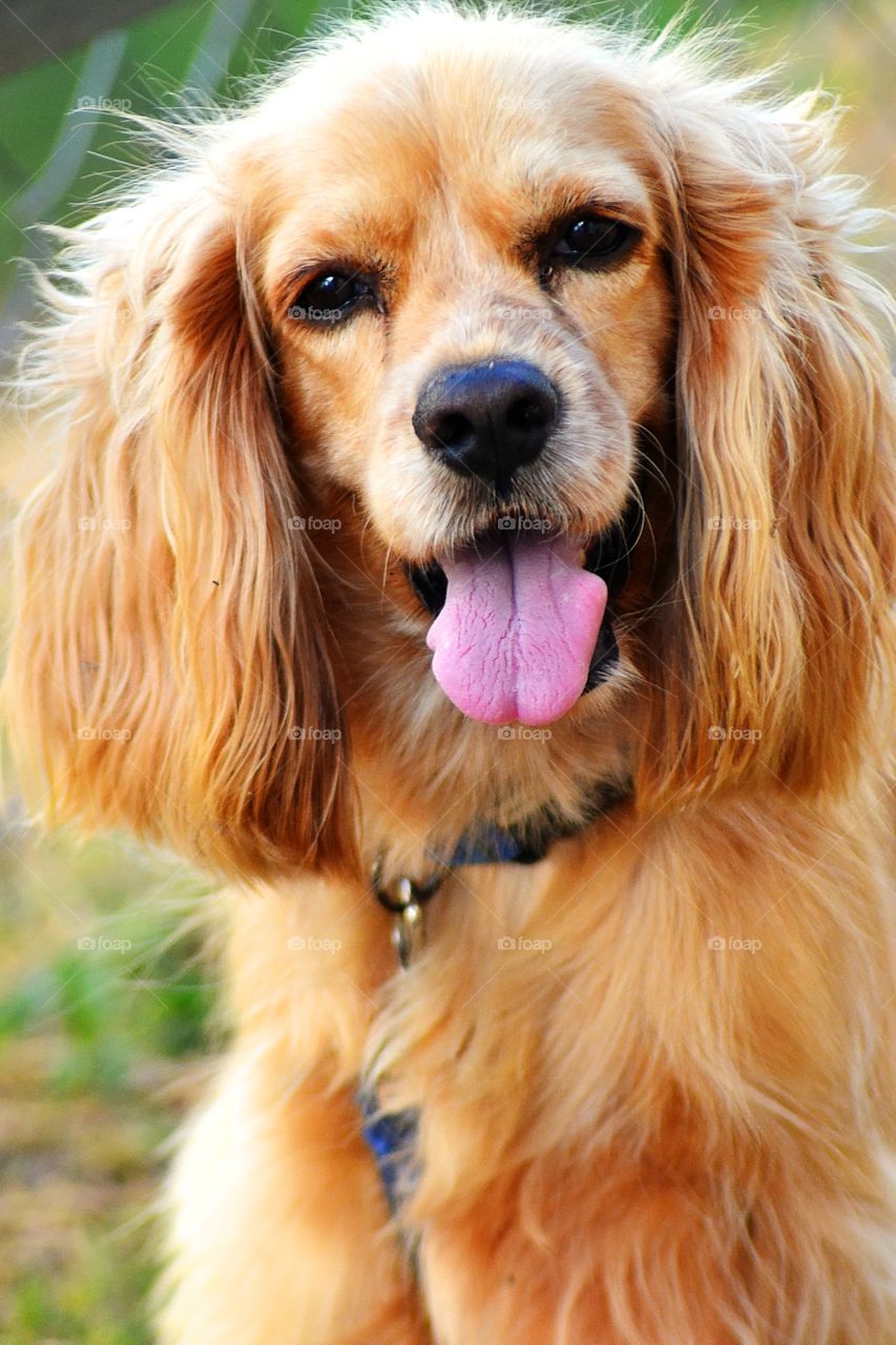 Our always happy family dog