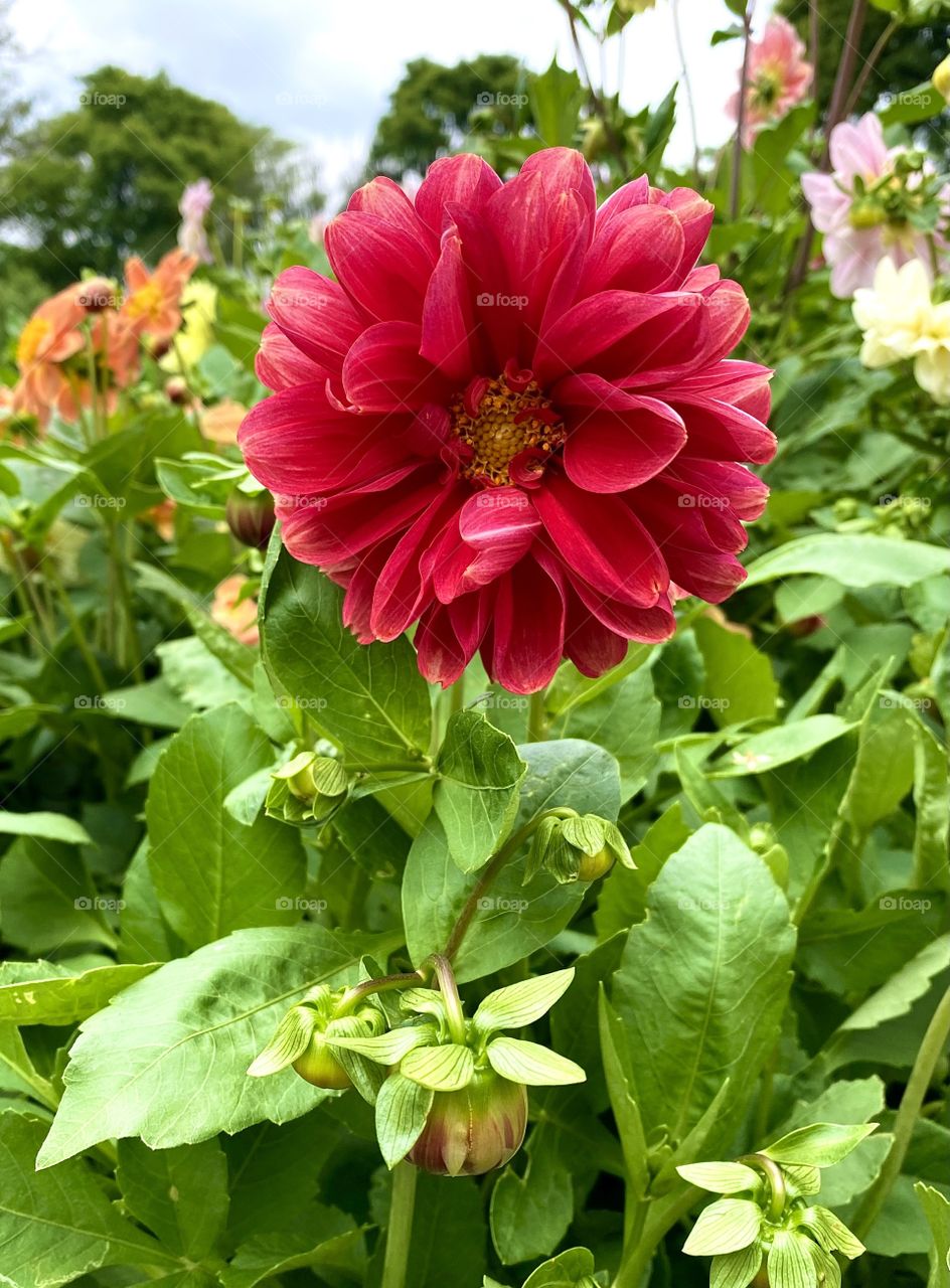 Pink flower