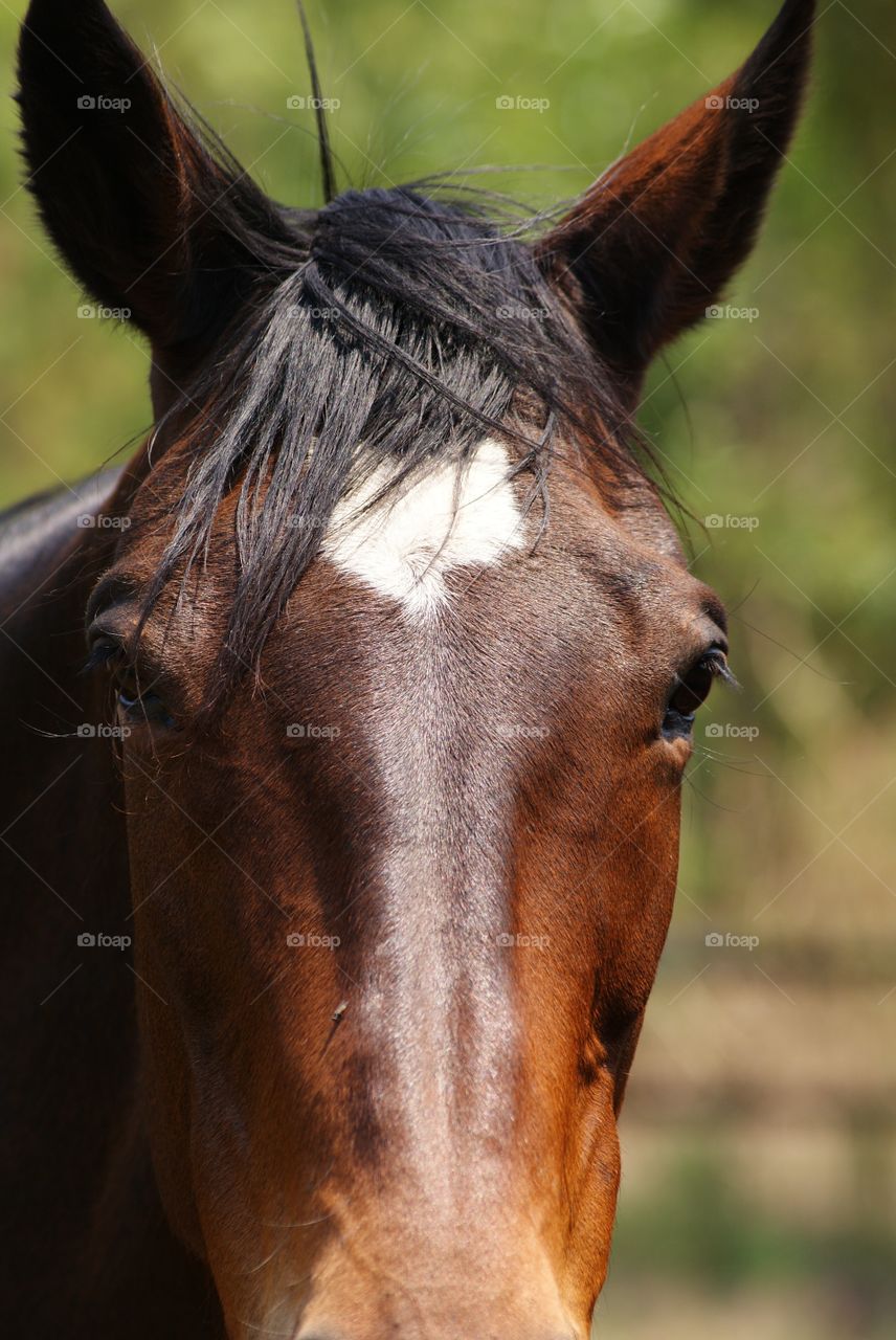 Horse close up 