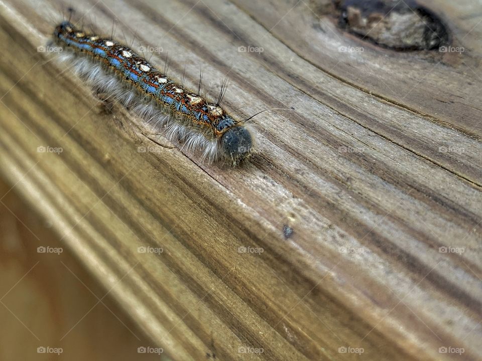 Forest Tent Caterpillar 