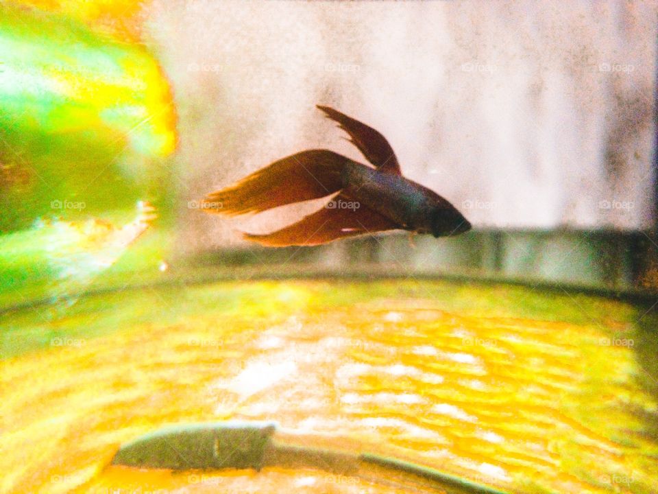 Beta fish (abstract)