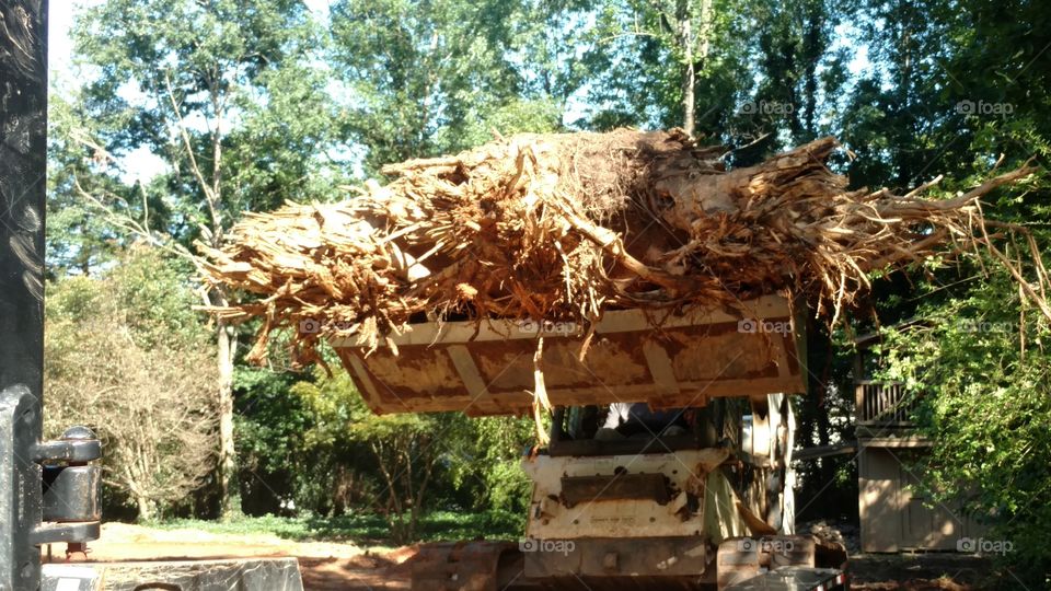 Tree, Wood, No Person, Nature, Outdoors