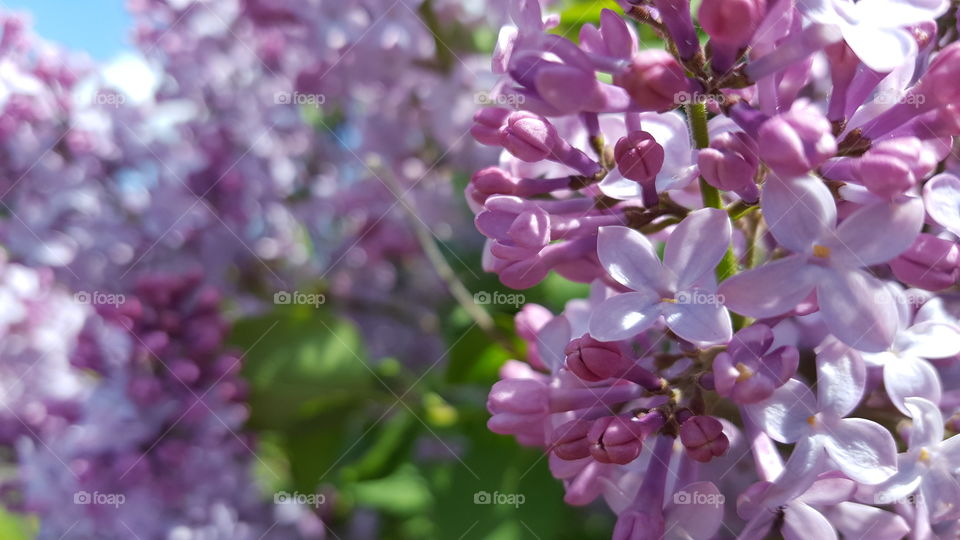 close-up lilacs