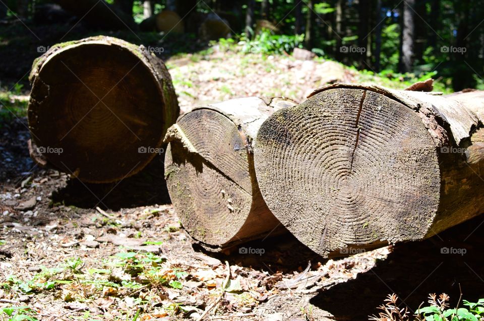 Three trunks cut in the woods