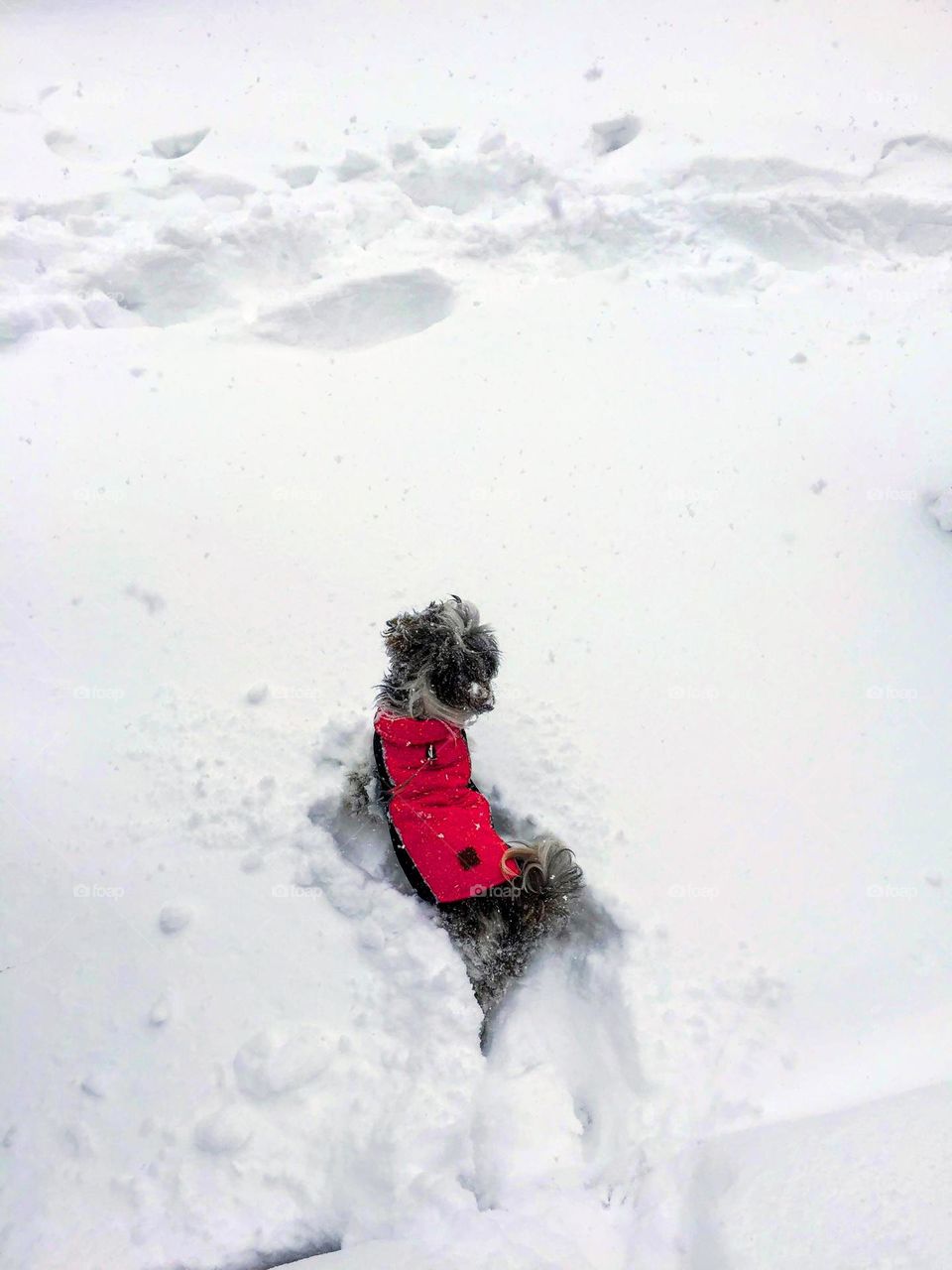 Trotting along making snowypaths with a shih tzu.