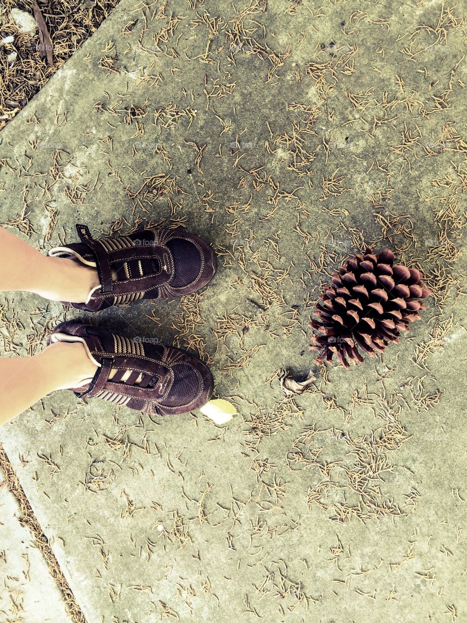 Pine cone 