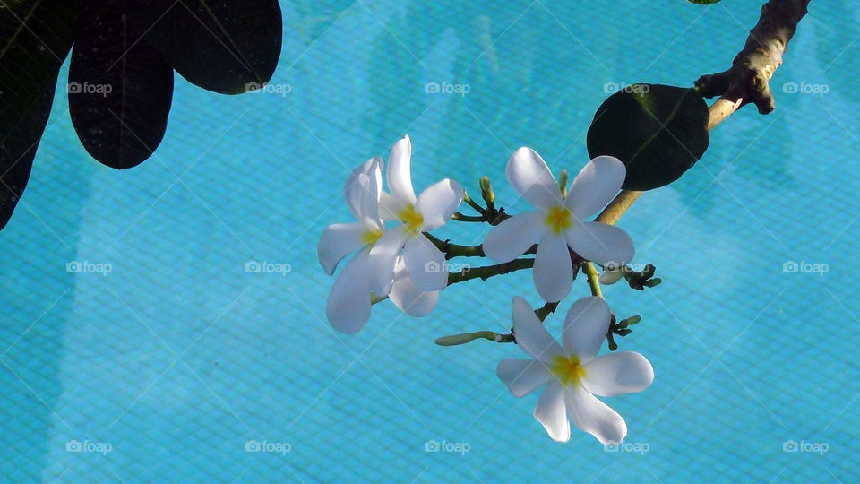 Frangipani flowers captured with the attractive blue of the swimming pool water and tiles.