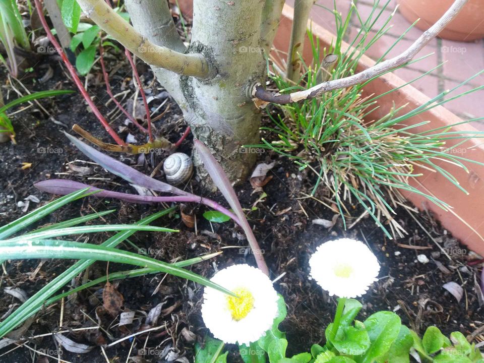 snail on a tree  with  daisies