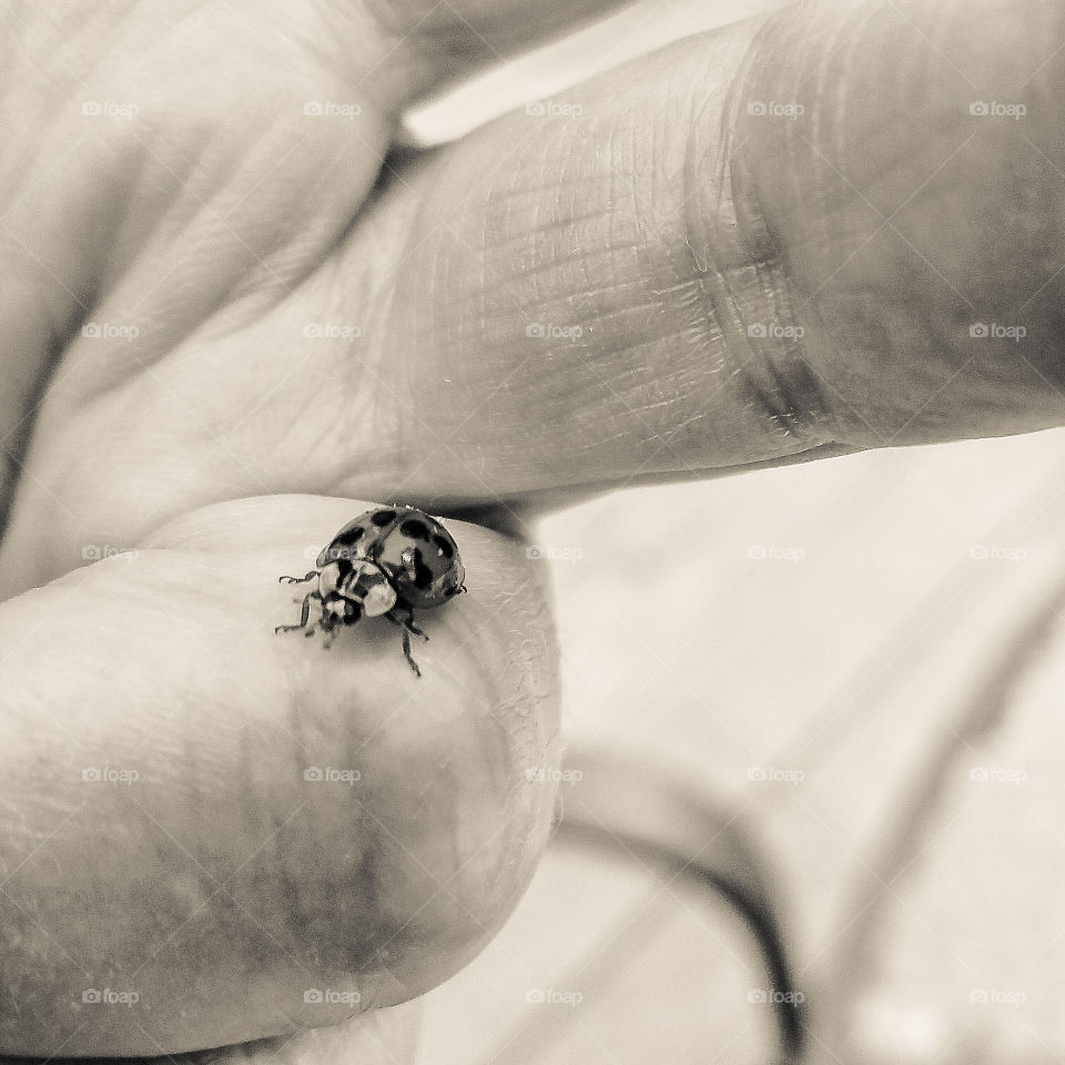 ladybug (black and white)