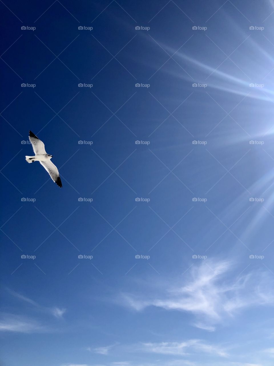 Seagull in flight in bright clear blue sky 
