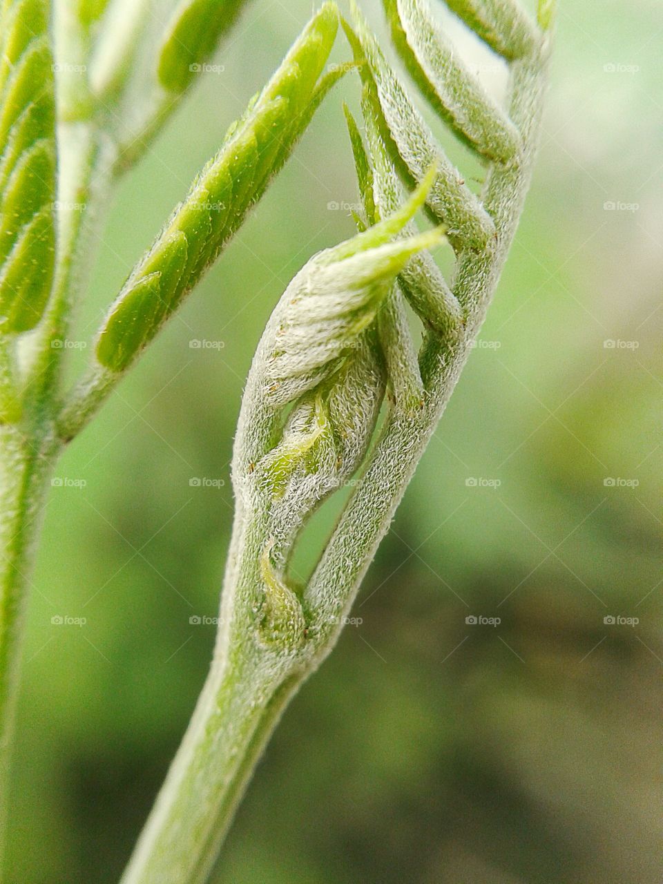 acacia. acacia leaves