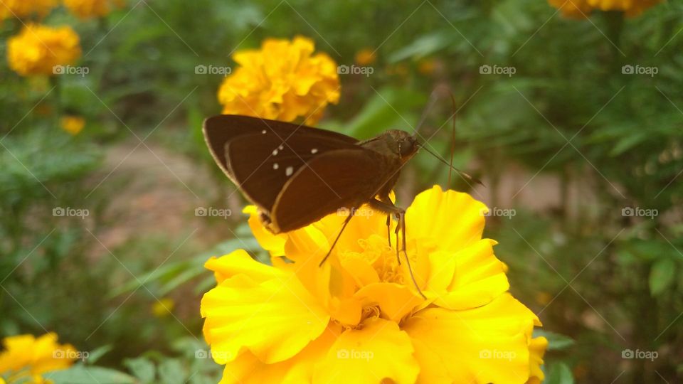 A little butterfly perched on a yellow flower that was in bloom.
