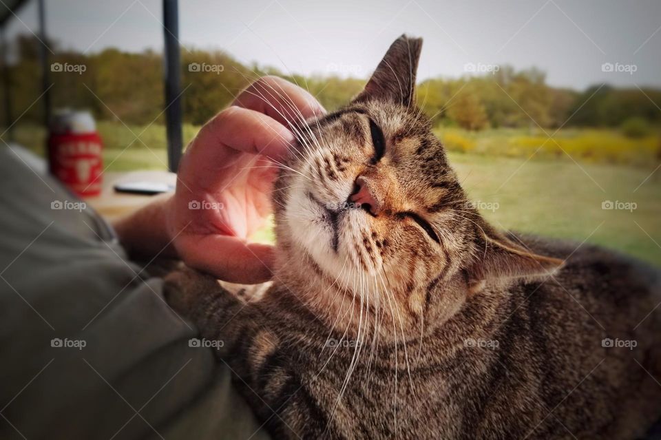 Fall Feline Fun 🍂😸🧡