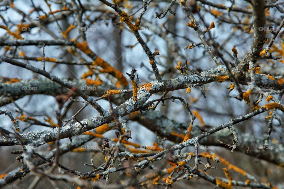 commotion among the empty branches that no longer have leaves and only lichen and moss remain