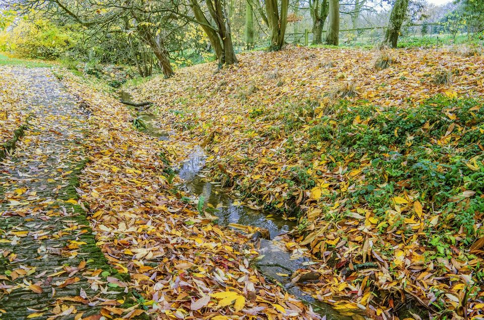 Path . Autumn 