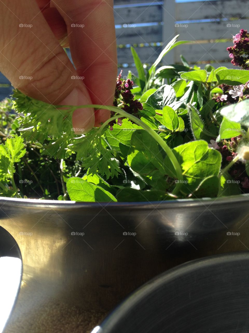 Picking fresh herbs