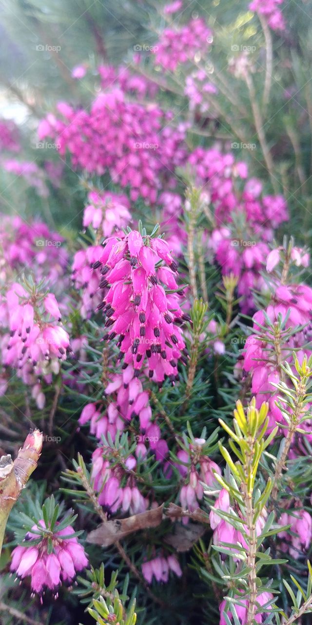 flower blumen blühen Blüten Blume rosa pink Frühling spring flora plant