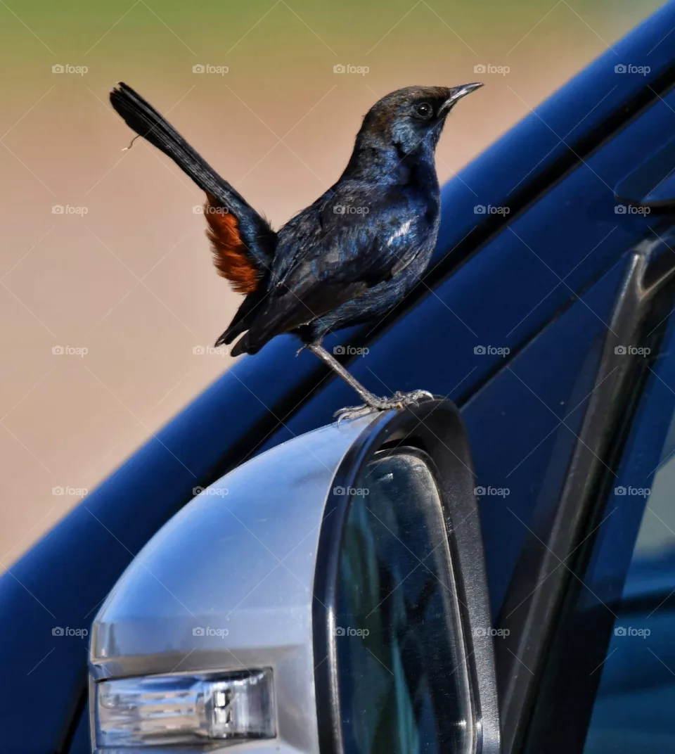 Naughty bird
