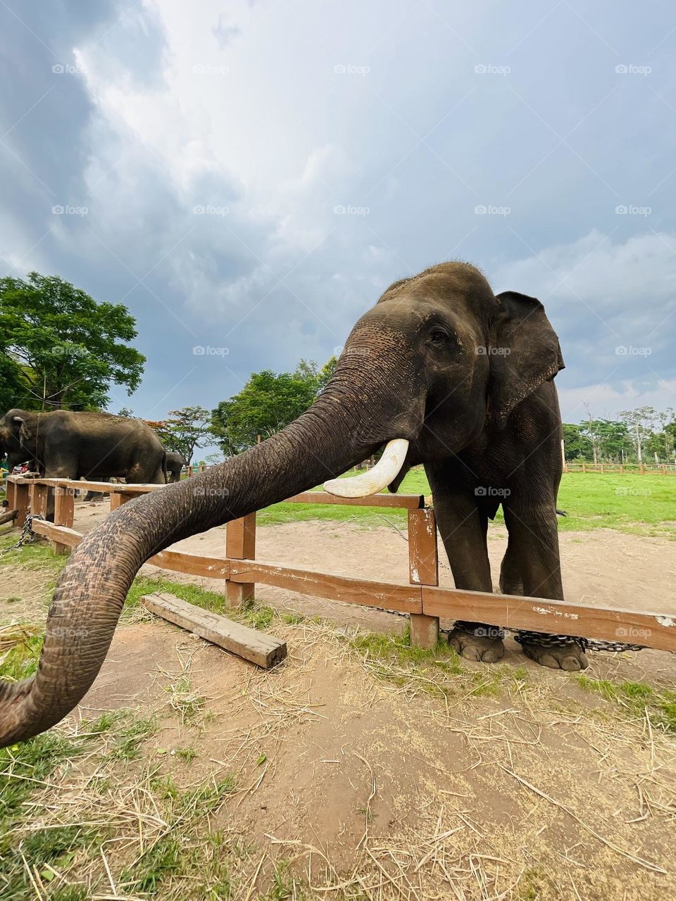 Trunk raised, a symbol of strength and wisdom.
