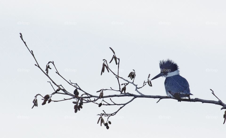 Kingfisher