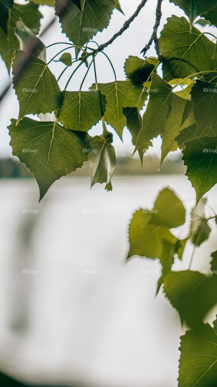 Macro leaves over still lake.