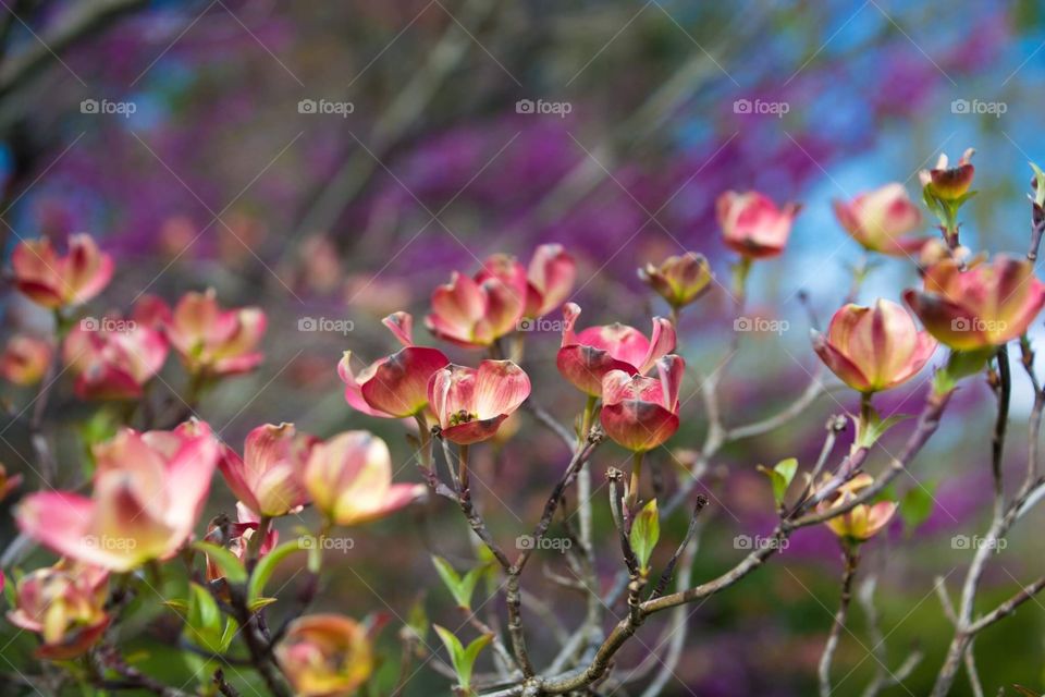 Flowers start to bud at the beginning of spring by a lake 