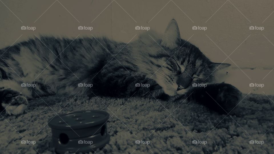 My furry fluffy female Maine Coon cat, Bonnie, love's to lazily lay around and take a well deserved break in between catching field mice and chipmunks.