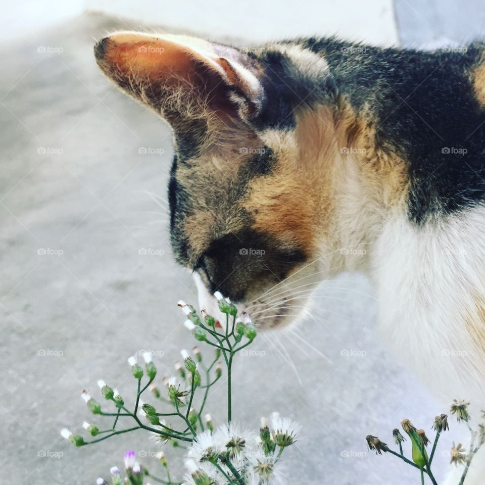 Cat and flowers