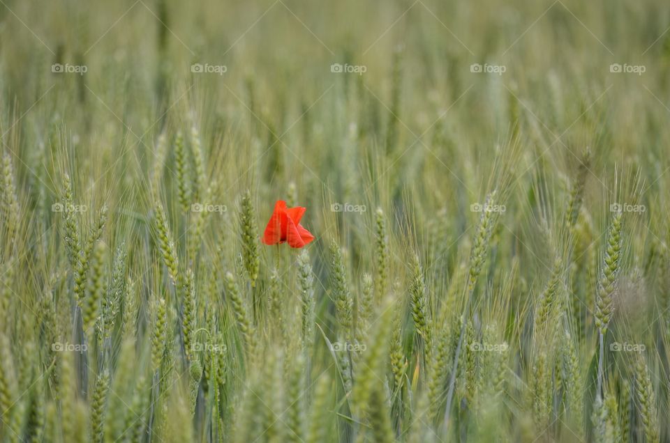 Single poppy in a wheat field