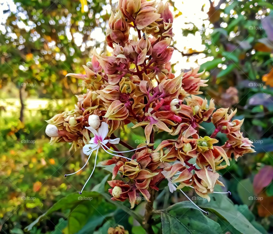 Beautiful clorodendrum infortunatu flower image india