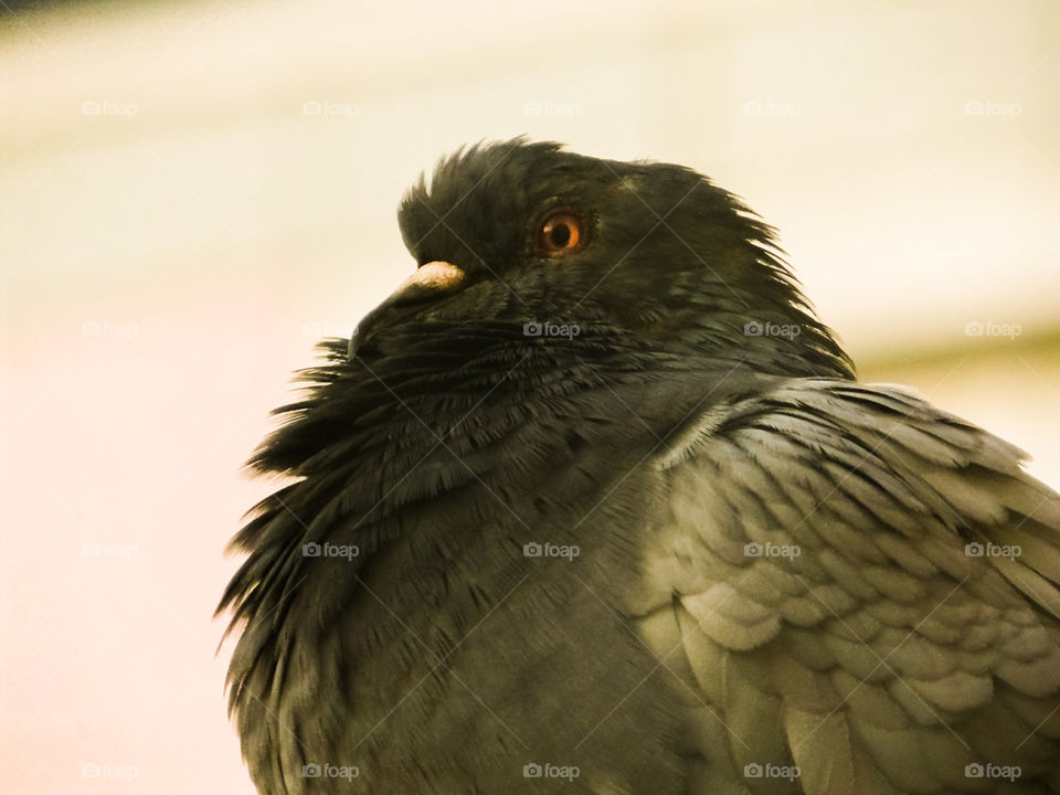Male Pigeon 