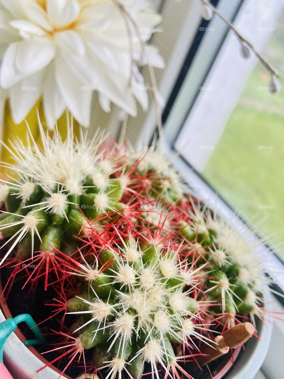 Who doesn’t love a cactus? 🌵