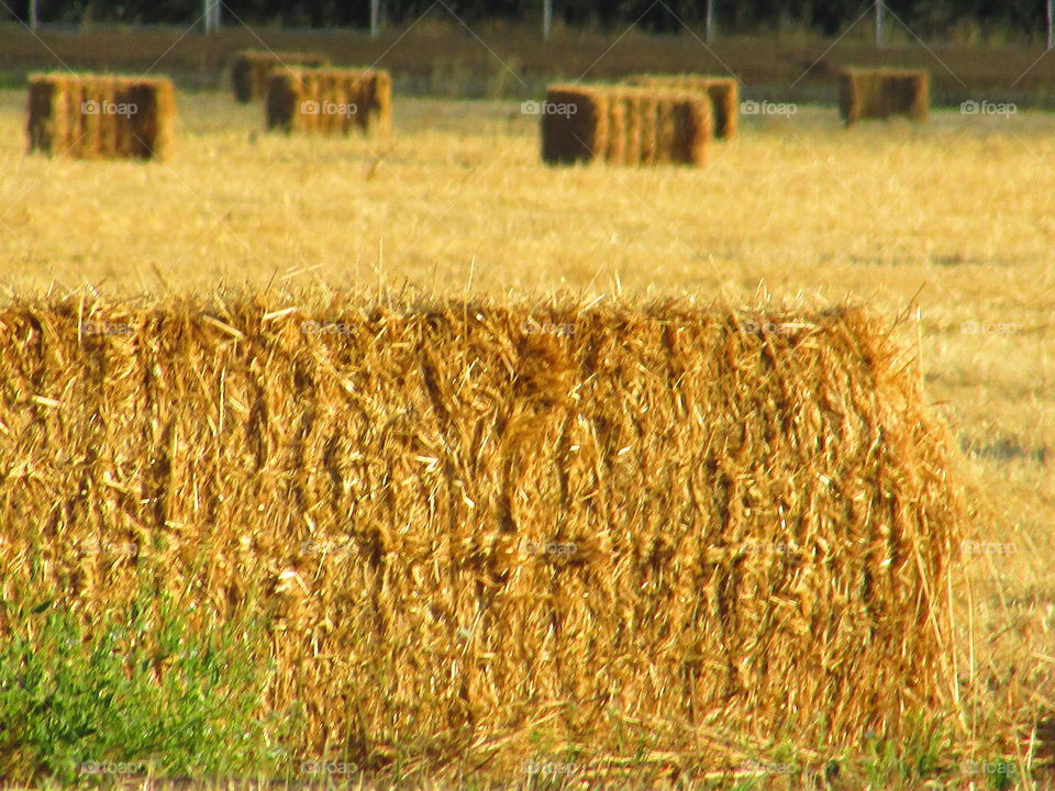 hay bales