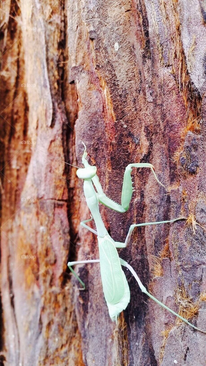 Grasshopper
Nature