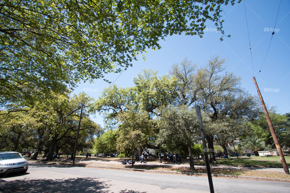 Tree in the park