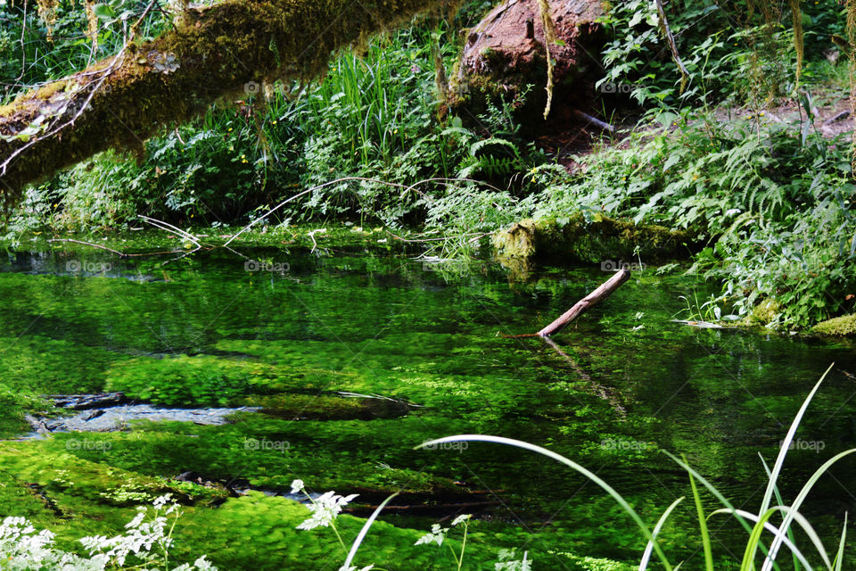 Beautiful lush green plants growing underwater in a rainforest.