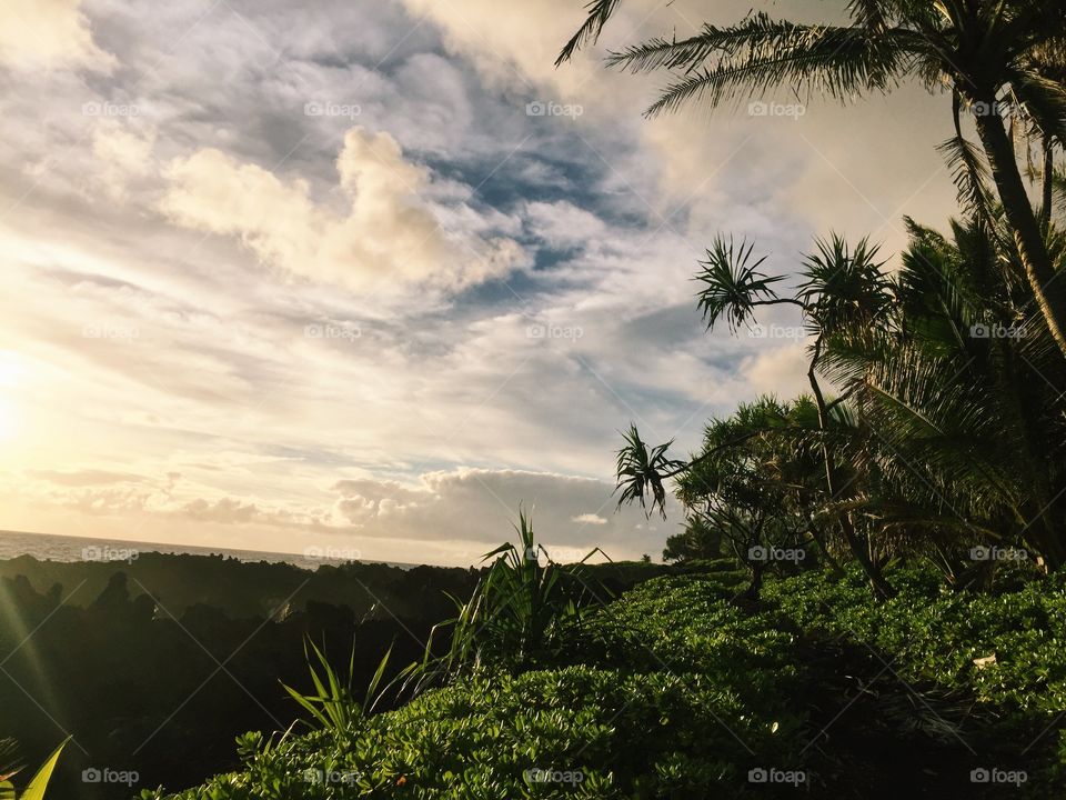 A Maui morning
