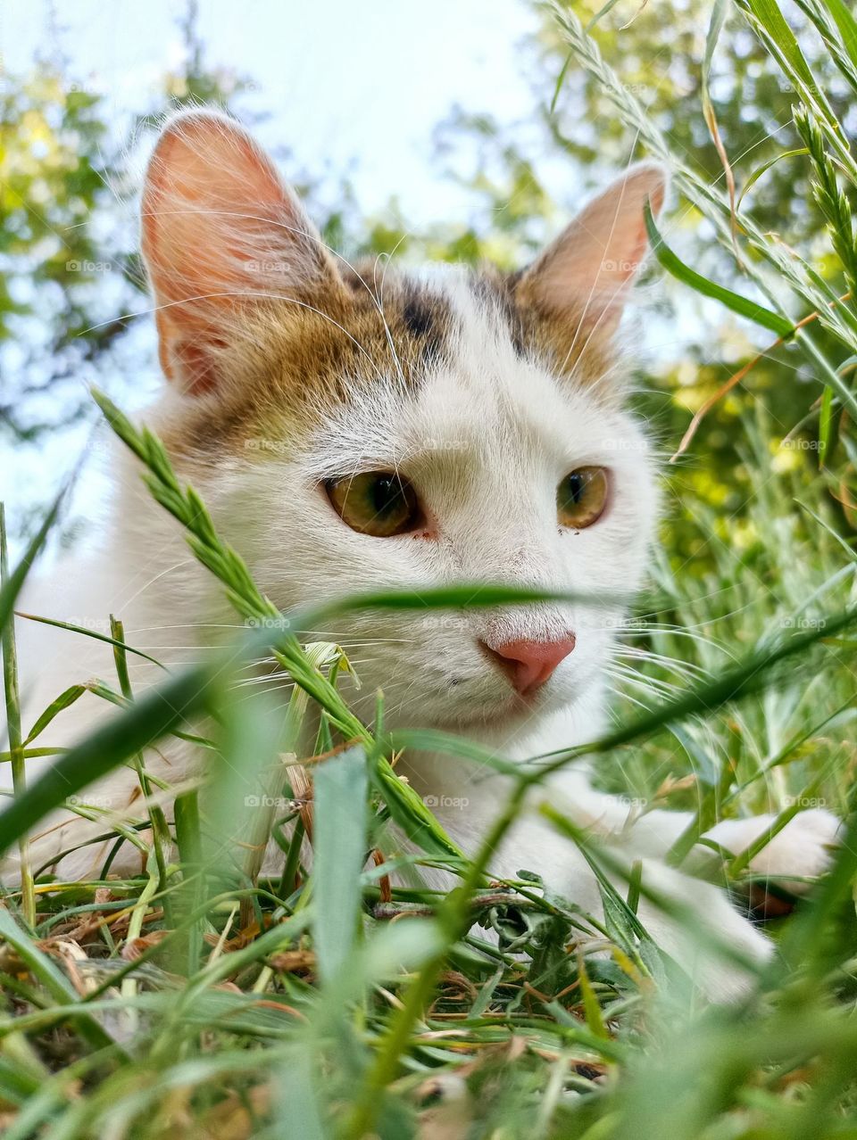 White fluffy male cat close-up. Animal photography