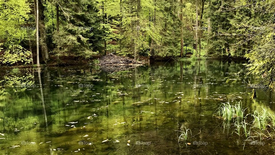 Steibachweiher Steinbachweiher