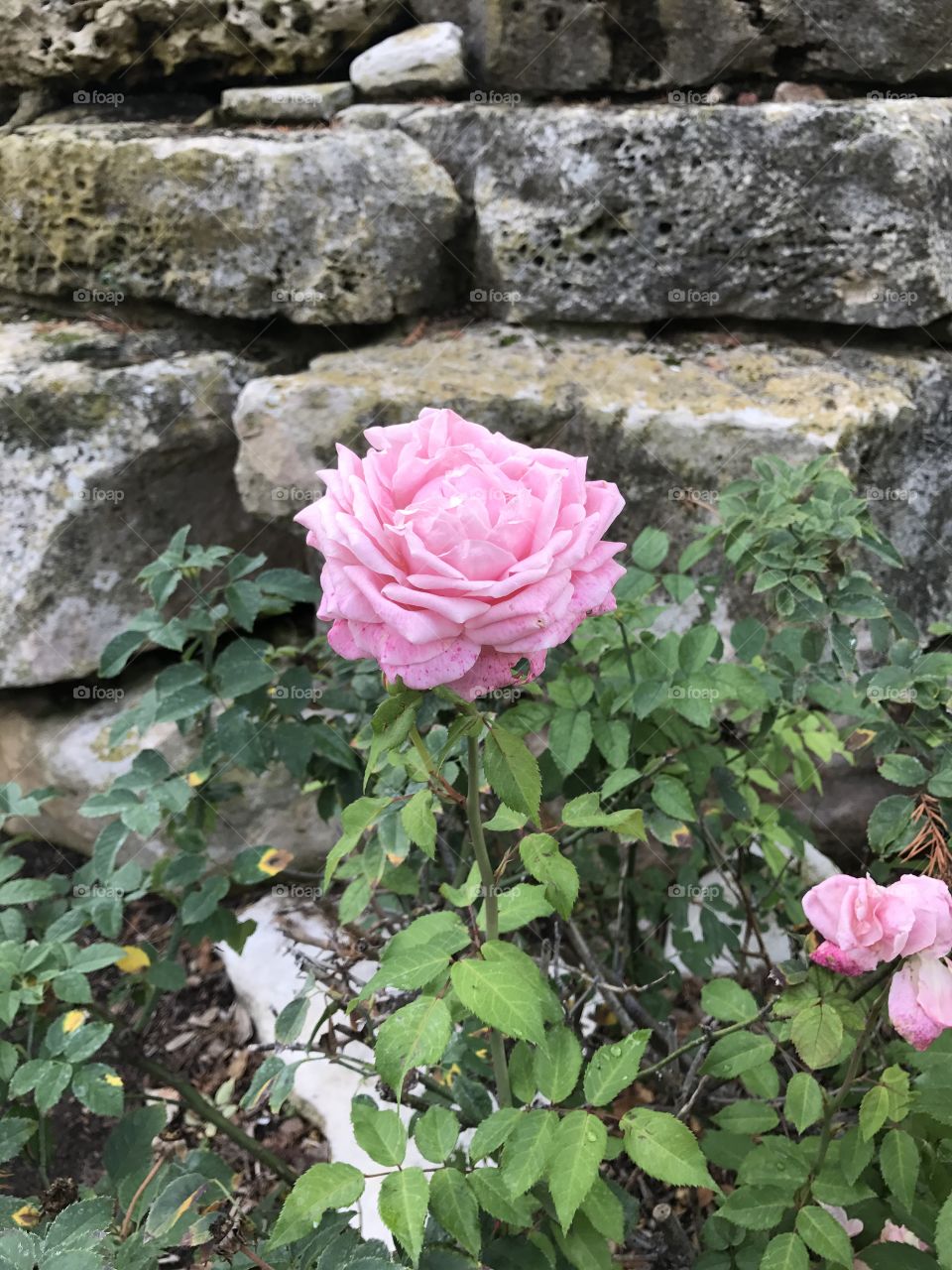 Rose in Fredericksburg, Texas.