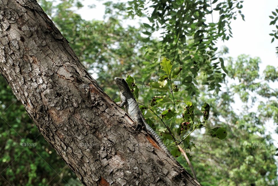Lizard on a tree 