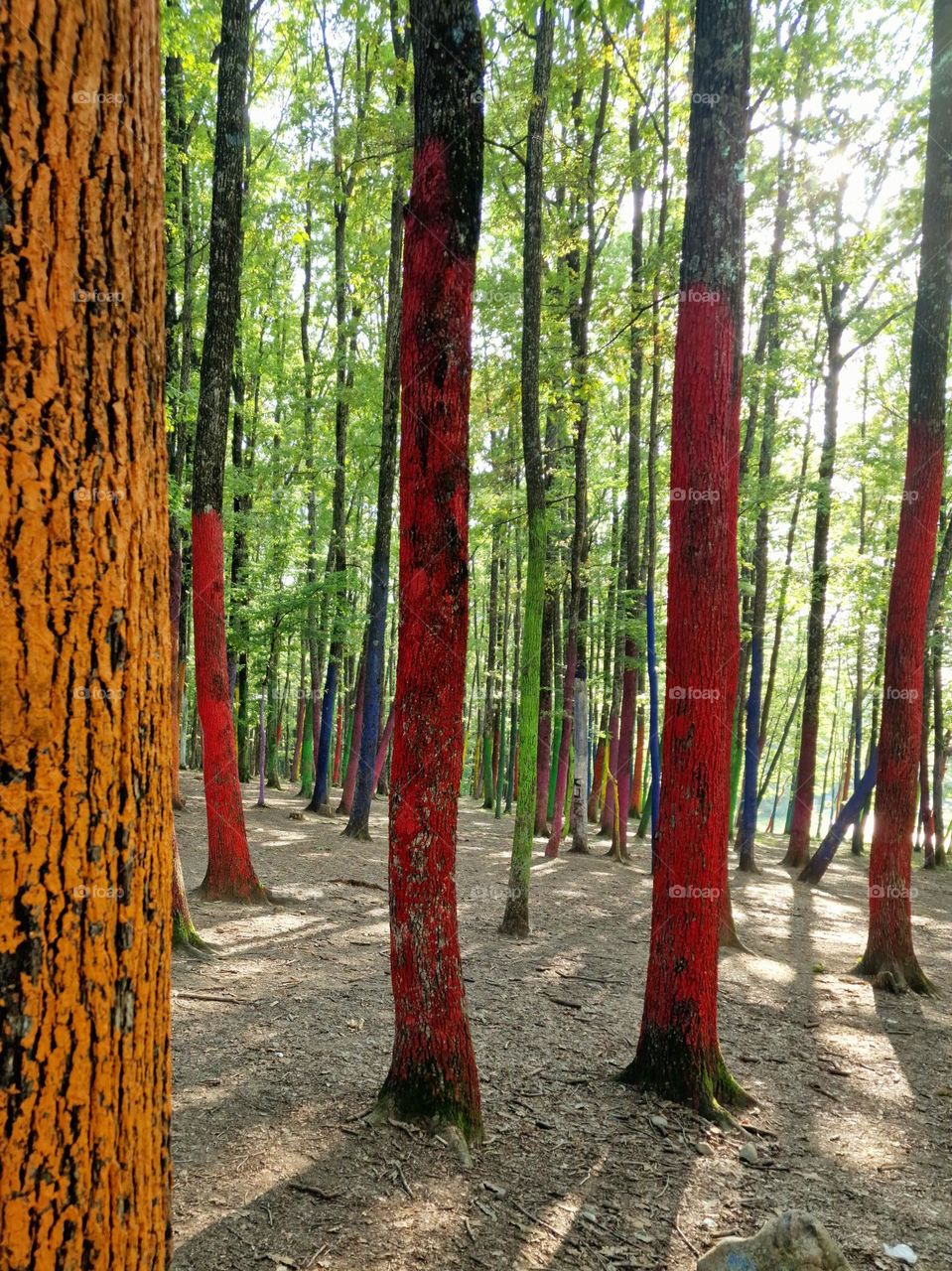 the colored forest