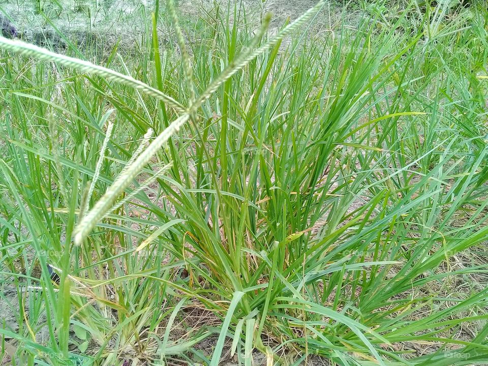 Eleusine indica.this weed grows in tropical climates