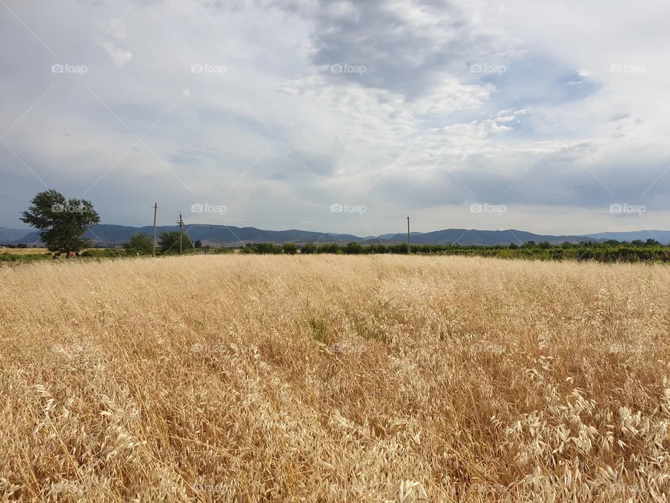 wheat