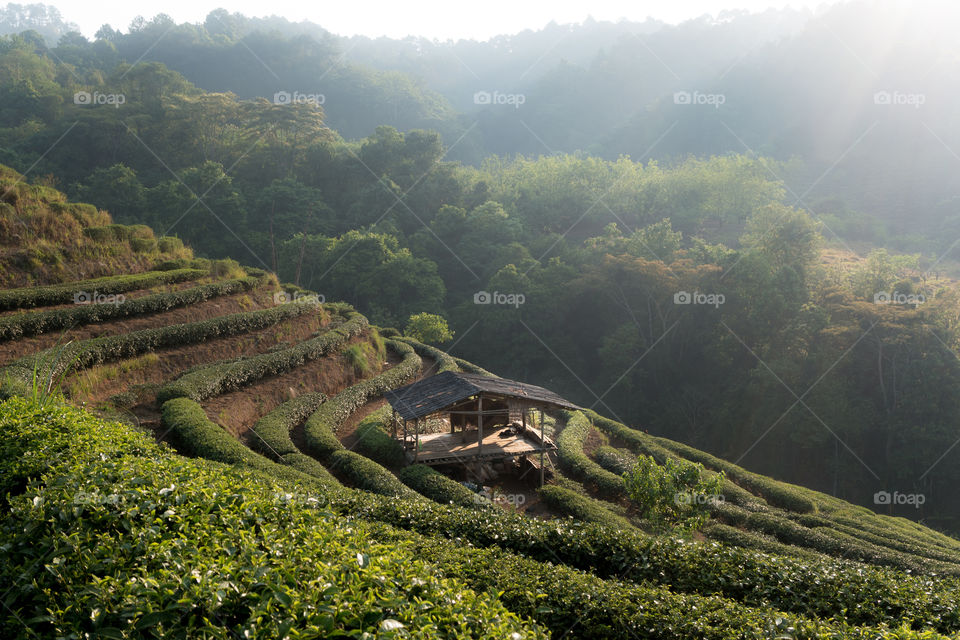 Tea plantation over the hill in foggy day