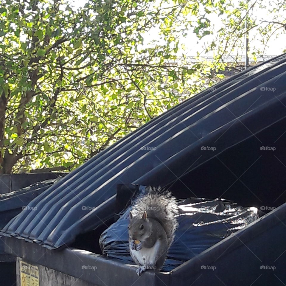 squirrel and garbage