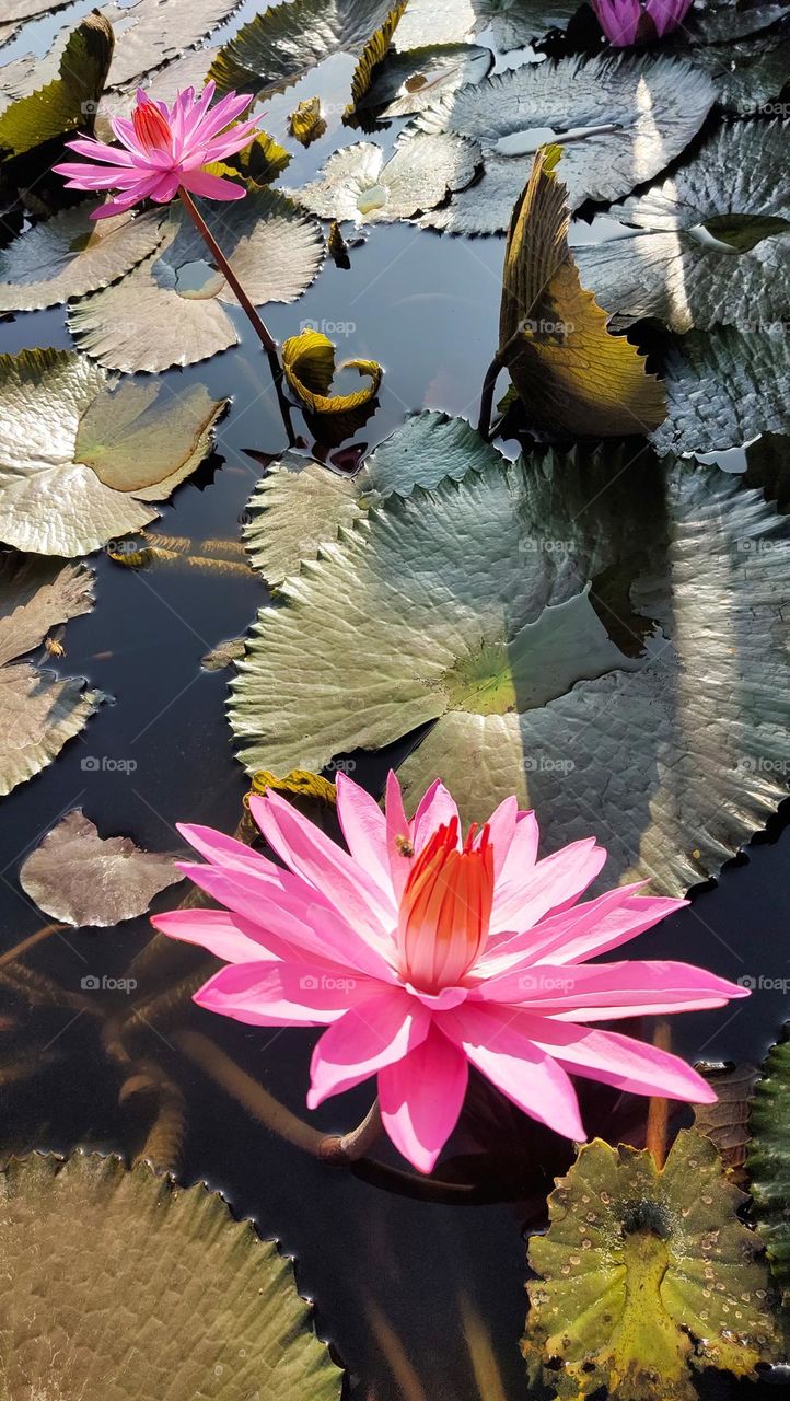 bunga teratai di kolam tugu itu