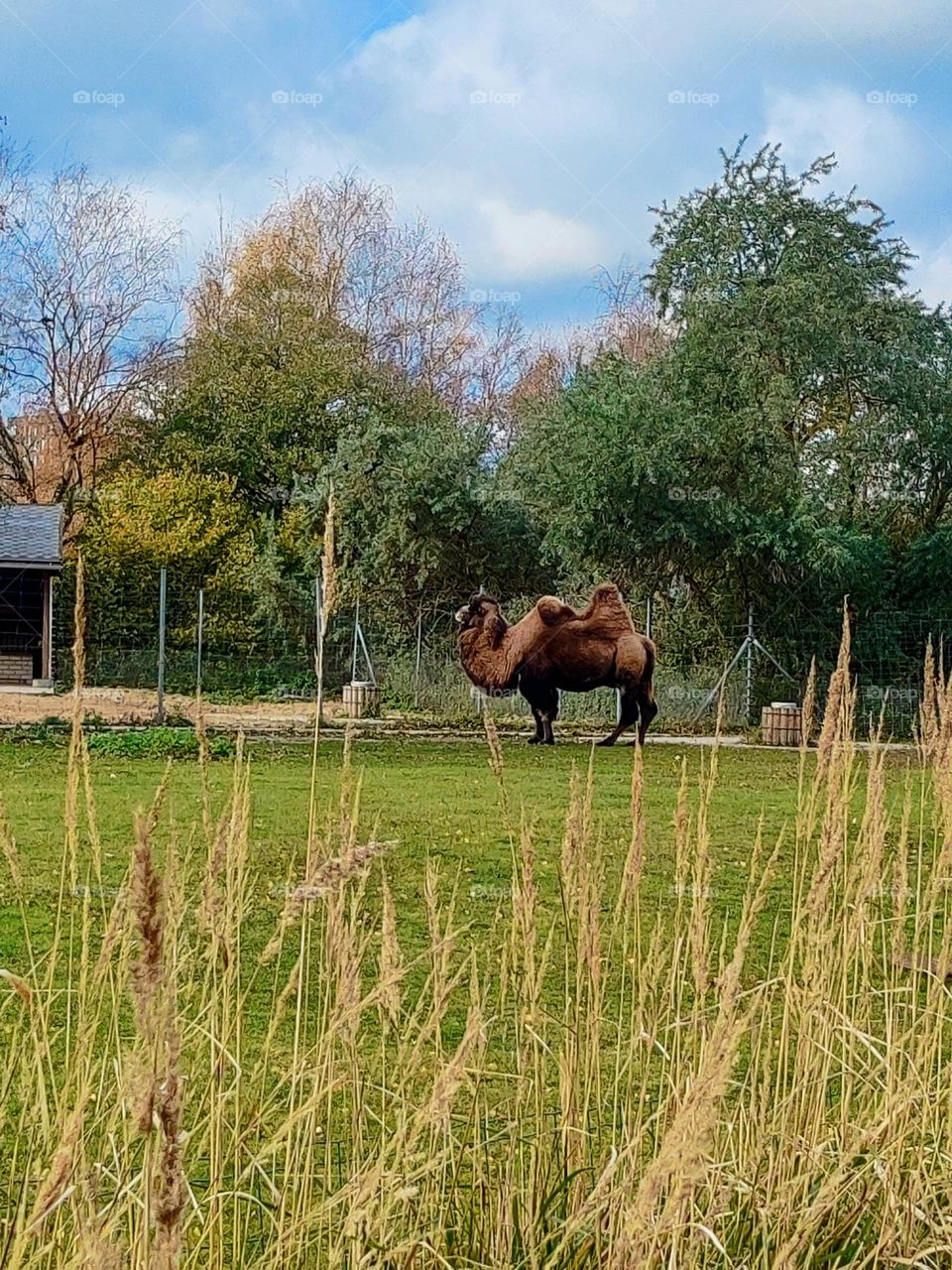 Bactrian camel 🐫 with the  beautiful view .