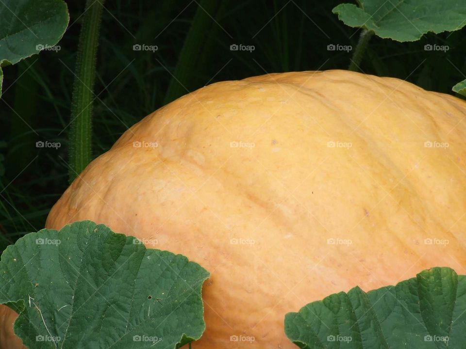 pumpkin