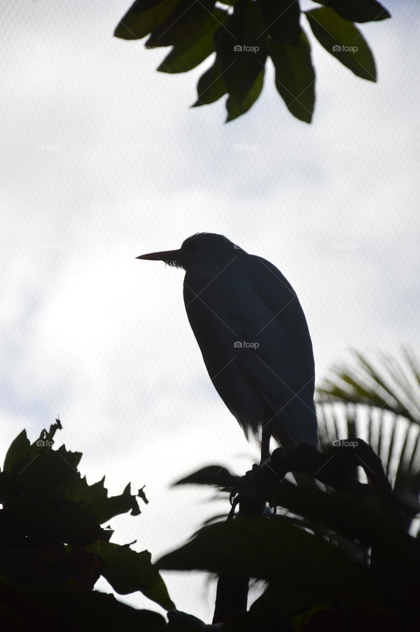 Silhouette of a gray heron bird